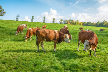 Fototapeta na wymiar Cows in a pasture. Cows grazing on a green meadow in rural Bavaria, Germany