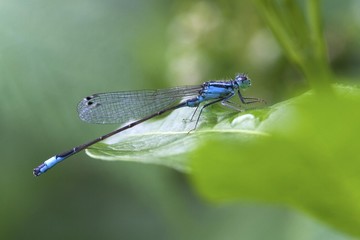 Blue tailed Damselfly (Ischnura elegans) on a leaf