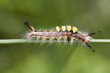 Vapourer moth (Orgyia antiqua)