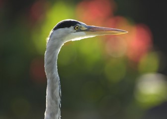 European grey heron (Ardea cinerea) portrait