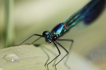 Banded blackwing, banded agrion, banded demoiselle, male, Calopteryx splendens