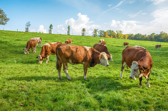 Cows in a pasture. Cows grazing on a green meadow in rural Bavaria, Germany