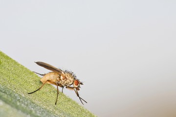 House Fly (Muscidae)