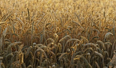 Field of ripe wheat, evening light, sunset