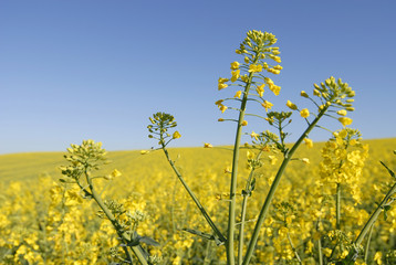 Blooming rape, Franconia, Bavaria, Germany, Europe