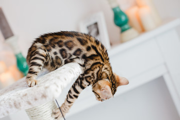 bengal cats babys leopard kitten