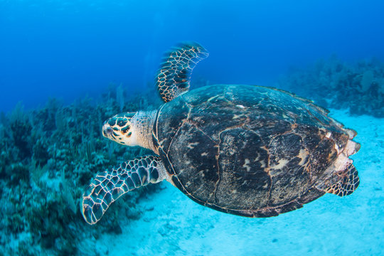 Hawksbill Sea Turtle in Caribbean Sea