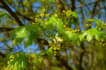 Frühlingserwachen