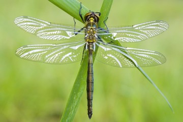 Common Darter (Sympetrum striolatum)