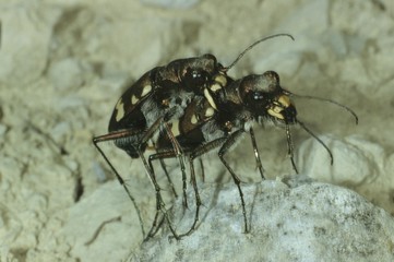 Northern Dune Tiger Beetles (Cicindela hybrida) mating