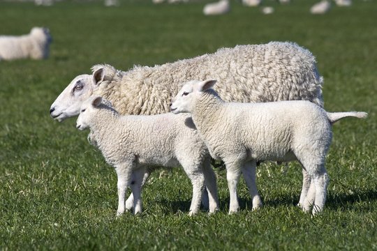 Domestic sheep (Ovis aries) with two lambs on a pasture