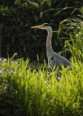 European grey heron (Ardea cinerea) in reed
