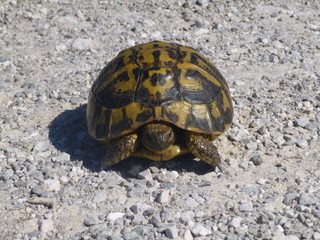 Schildkröte auf Wanderschaft