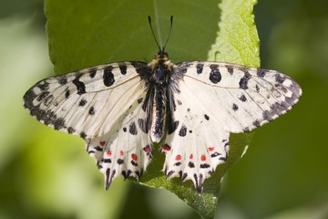 Eastern Festoon (Allancastria cerisyi)
