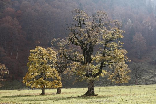 Maples, Ahornboden, Engtal, Karwendel mountains, Tyrol, Austria, Europe