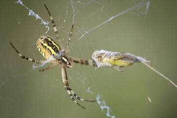 Wasp Spider (Argiope bruennichi)