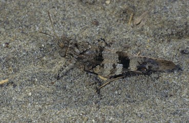 Blue-winged Grasshopper (Oedipoda caerulescens)