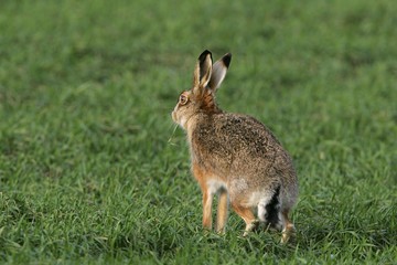Naklejka na ściany i meble European hare (Lepus europaeus)