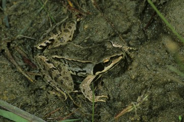 Moor frog, Rana arvalis