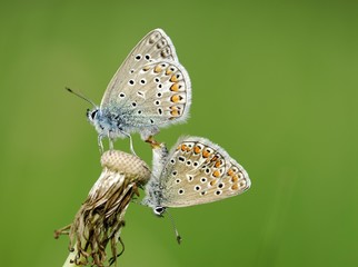 Gossamer-winged Butterflies (Lycaenidae) mating on a Dandelion (Taraxacum), Mindelheim, Bavaria, Germany, Europe