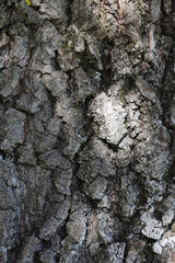 Bark of oak, Pedunculate Oak (Quercus robur)