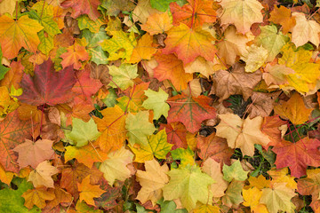 Naklejka na ściany i meble Falling colourful autumn leaves