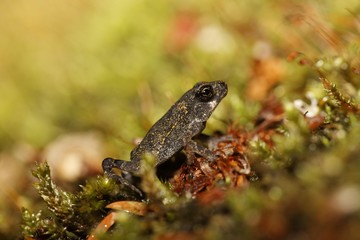 Frog, Costa Rica, Central America