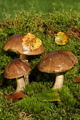 Birch boletus - edible mushrooms on moss (Leccinum scabrum)