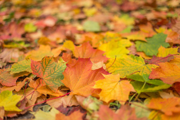 Naklejka na ściany i meble Bright and colorful fall maple leaves closeup background