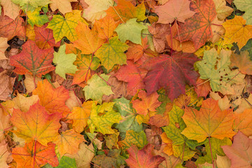 Naklejka na ściany i meble Autumn colorful fall maple leaves background 