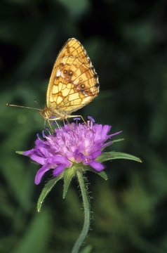 Marbled Fritillary (Brenthis daphne) drinking nectar from a Wood Scabious (Knautia dipsacifolia)