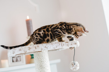 bengal cats babys leopard kitten