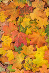 Naklejka na ściany i meble Autumn colorful maple leaves background closeup