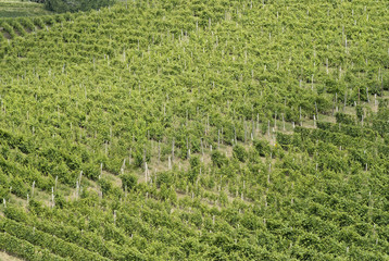 Hilly countryside between Asti and Alba Langhe Piedmont Piemonte Italy