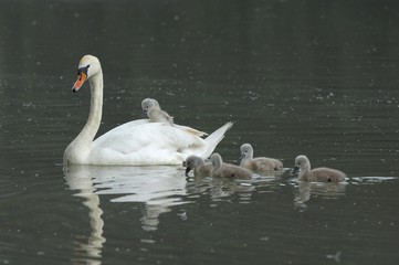 Mute Swan ( Cygnus olor) with chicks, Zugersee, Switzerland, Europe