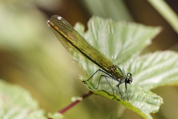 Banded blackwing, banded agrion, banded demoiselle, female, Calopteryx splendens