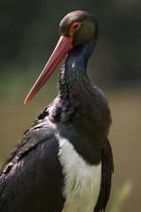 Black stork (Ciconia nigra)