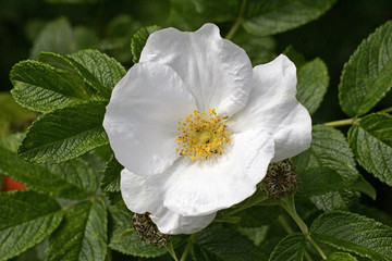 Flowering japanese rose - white blossom close up (Rosa rugosa)