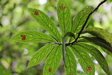 Lower surface of leaf in rainforest, Costa Rica, Central America