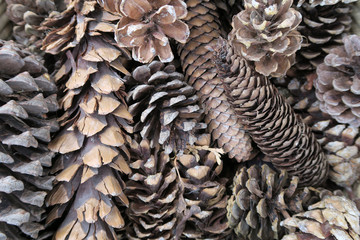 Pommes de pin. Cones.