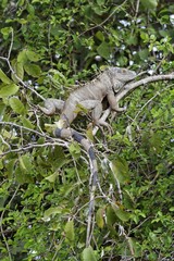 Green Iguana (Iguana iguana), Palo Verde National Park, Guanacaste, Costa Rica, Central America