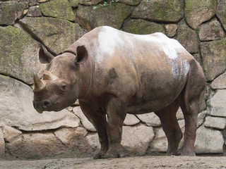 ヒガシクロサイ