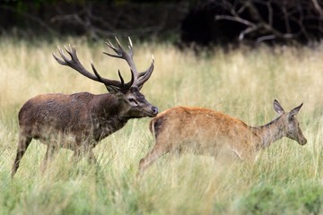 Red stag during the rut following a hind - red deer in heat - behaviour - male and female (Cervus elaphus)