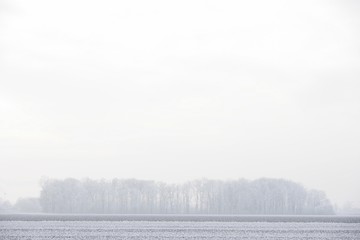 Meadow and field in front of small forest in fog
