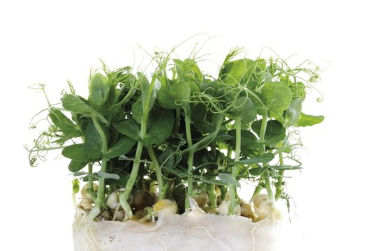 Affilla cress