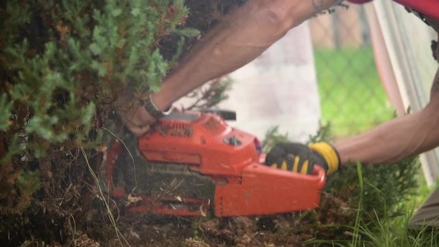 Removing Dead Garden Trees Using Chainsaw. Slow Motion.