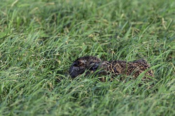 European hare hiding in the grass (Lepus europaeus)