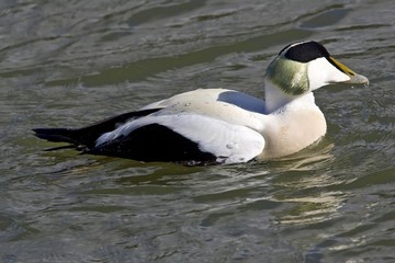 Swimming Common Eider (Somateria mollissima), drake, Schleswig-Holsteinisches Wattenmeer National Park, North Sea coast, Schleswig-Holstein, Germany, Europe