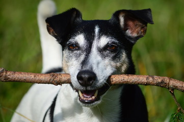 Jack Russell Terrier mit Stöckchen zum spielen