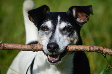 Jack Russell Terrier mit Stöckchen zum spielen